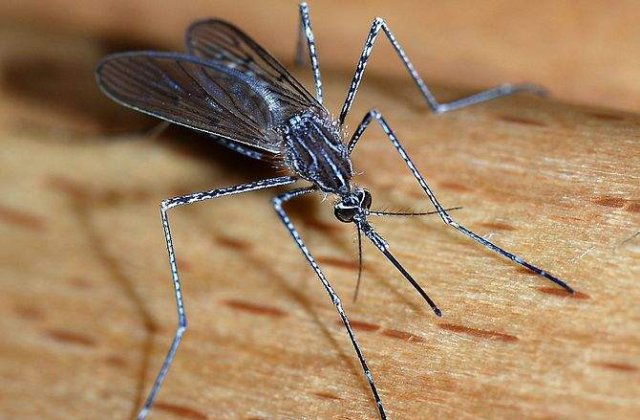 Cosmarul intepaturilor de tantar ar putea deveni o simpla amintire!