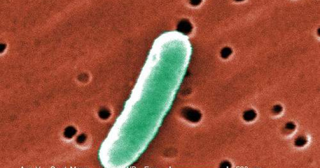 E.coli ajunge si in SUA?
