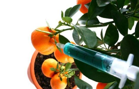 6 plante medicinale pentru un ficat sanatos