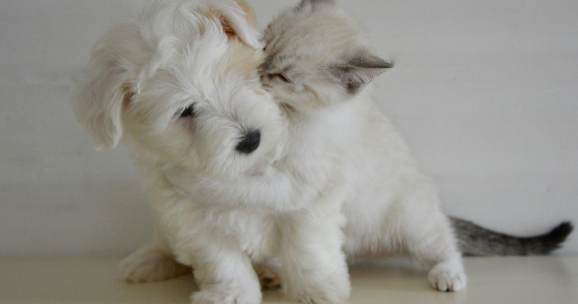  Top  10 imagini care arata ca pisicile si cainii sunt de nedespartit