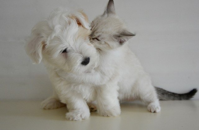 10 imagini care arata ca pisicile si cainii sunt de nedespartit