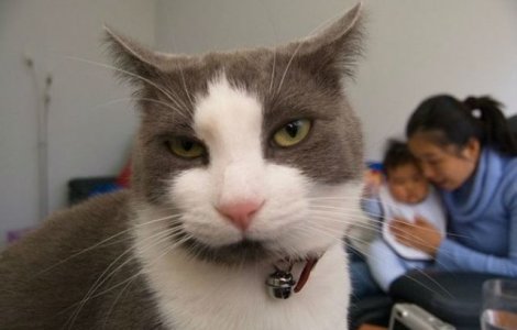  Top  10+ imagini care demonstreaza ca pisicile sunt cele mai expresive animale