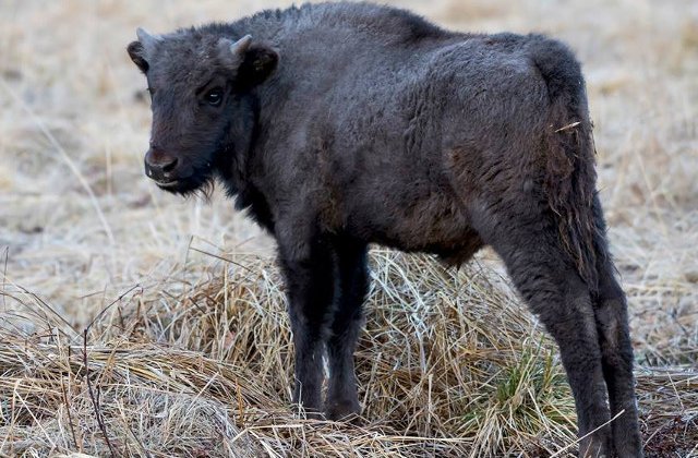 O turma de zimbri a fost surprinsa in libertate, intr-un parc natural din Romania/ VIDEO