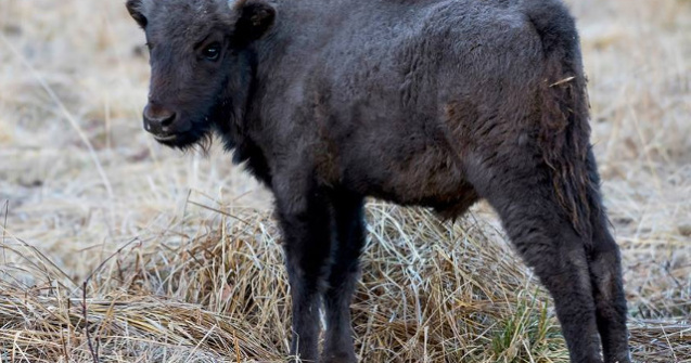O turma de zimbri a fost surprinsa in libertate, intr-un parc natural din Romania/ VIDEO