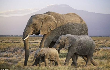 Elefantii au un comportament similar oamenilor