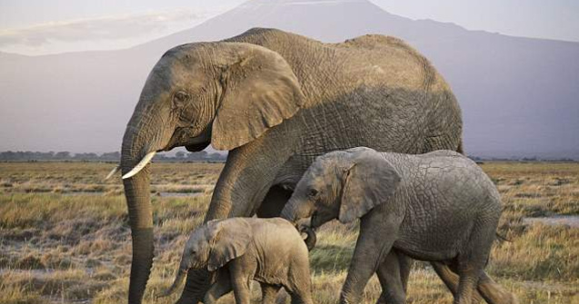 Elefantii au un comportament similar oamenilor