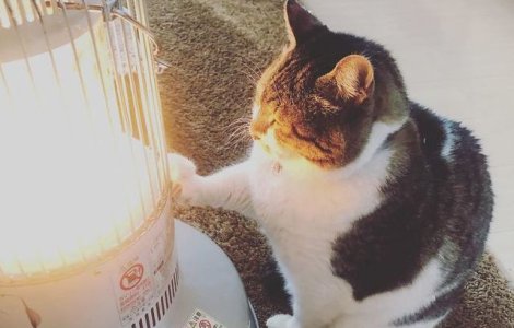 Cea mai simpatica pisicuta: s-a indragostit de un... radiator