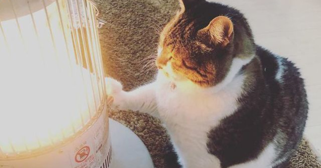 Cea mai simpatica pisicuta: s-a indragostit de un... radiator