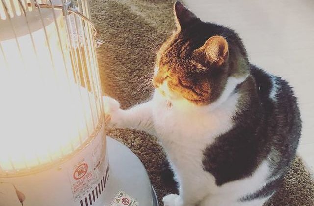 [FOTO] Cea mai simpatica pisicuta: s-a indragostit de un... radiator