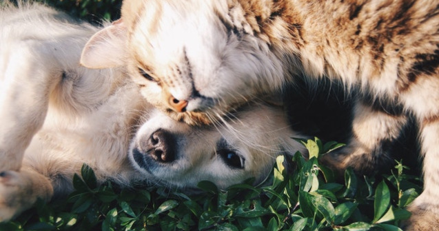  Top  10 diferente dintre caini si pisici care te vor face sa spui "Da, asa e!"