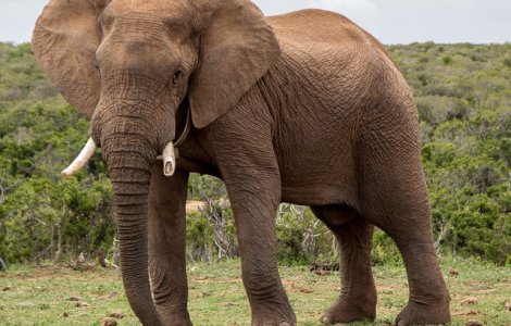Hong Kong interzice comertul cu fildes in urma unui vot istoric