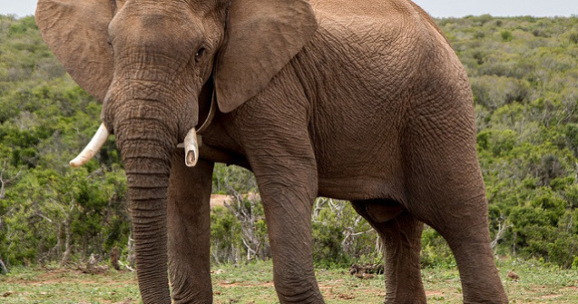 Hong Kong interzice comertul cu fildes in urma unui vot istoric