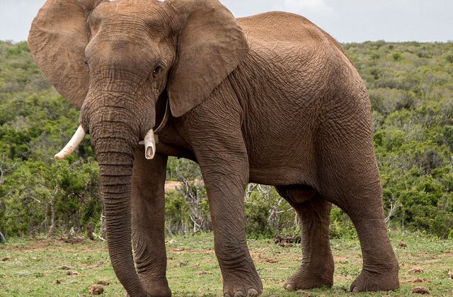 Hong Kong interzice comertul cu fildes in urma unui vot istoric