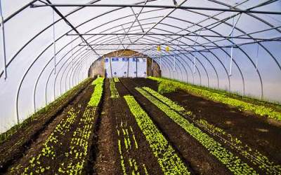 Romanii, mai multi decat...