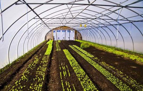 Romanii, mai multi decat polonezii in fermele nemtesti