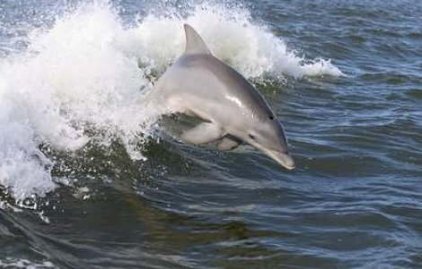 ALERTA: Zeci de delfini morti in apele romanesti