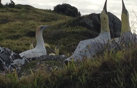 "Cea mai singura pasare din lume" a murit