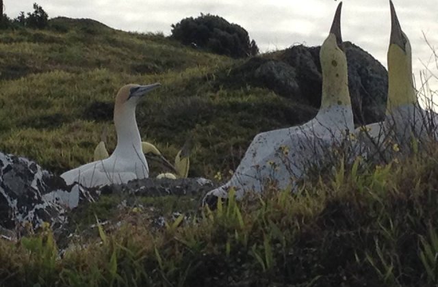 "Cea mai singura pasare din lume" a murit