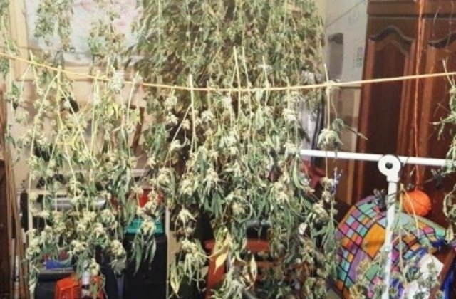 Un constantean a fost arestat dupa ce in locuinta sa a fost descoperita o cultura de canabis