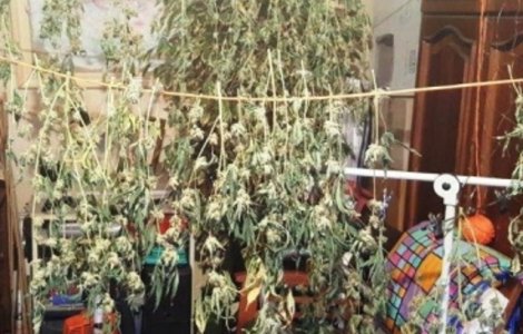 Un constantean a fost arestat dupa ce in locuinta sa a fost descoperita o cultura de canabis
