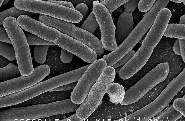 Oficial: Semintele germinate stau la originea epidemiei de E.coli