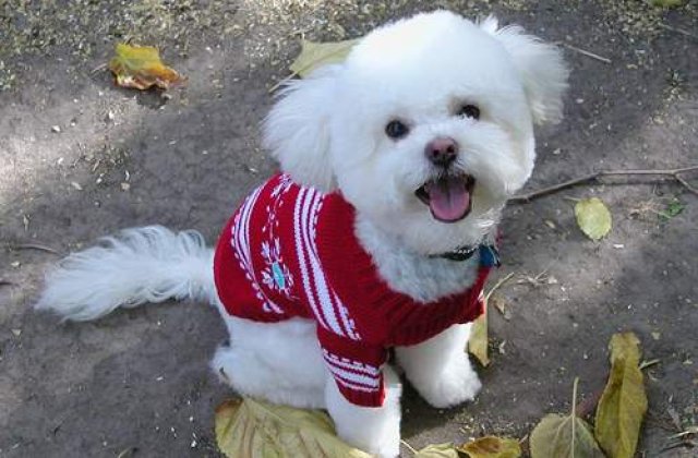 Catelusa care a mostenit 12 milioane de dolari a murit