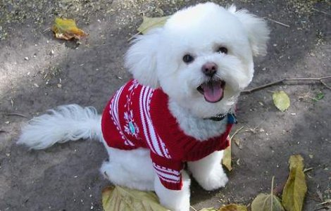 Catelusa care a mostenit 12 milioane de dolari a murit