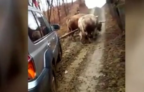 O lauza a fost dusa la medic cu o masina trasa de boi / VIDEO