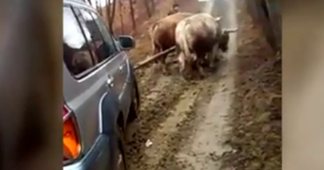 O lauza a fost dusa la medic cu o masina trasa de boi / VIDEO