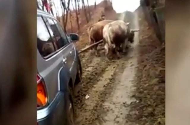 O lauza a fost dusa la medic cu o masina trasa de boi / VIDEO