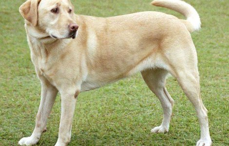 Iubiti animalele? Iata 3 retete de succes in afaceri