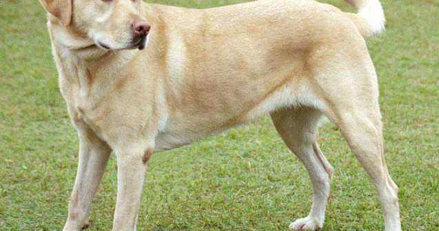 Iubiti animalele? Iata 3 retete de succes in afaceri