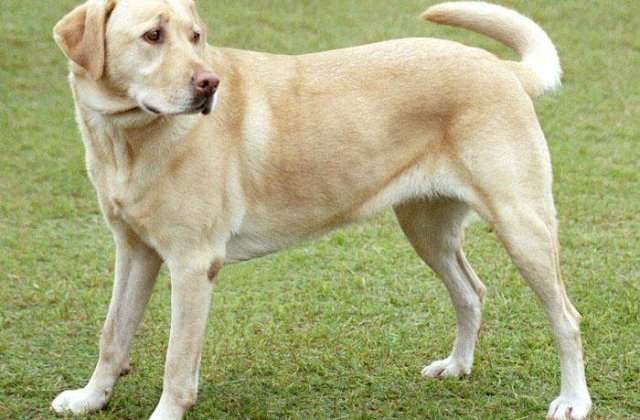 Iubiti animalele? Iata 3 retete de succes in afaceri