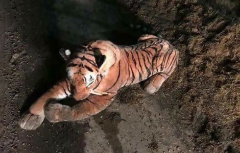 Un tigru de plus a pus pe jar un intreg echipaj de politie