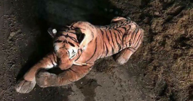 Un tigru de plus a pus pe jar un intreg echipaj de politie