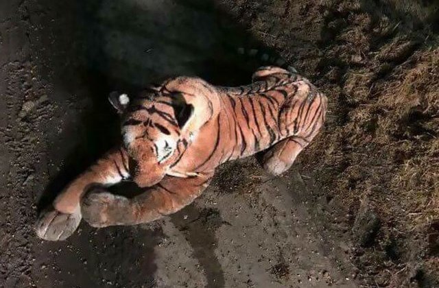 [FOTO] Un tigru de plus a pus pe jar un intreg echipaj de politie