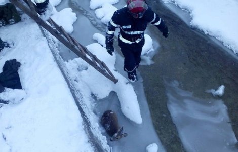 Pui de caprioara, salvat de la moarte de pompierii suceveni