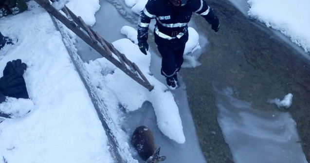 Pui de caprioara, salvat de la moarte de pompierii suceveni