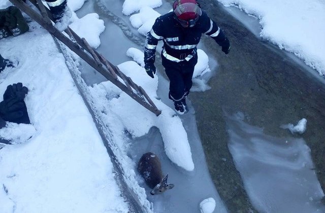 Pui de caprioara, salvat de la moarte de pompierii suceveni