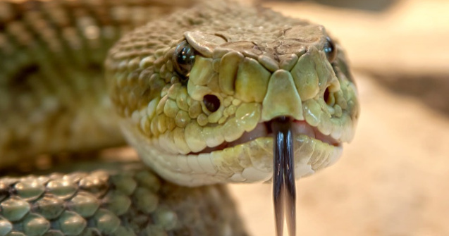 Functionara suspendata, dupa ce a sustinut ca un sarpe a mancat cei 100.000 de dolari care lipseau