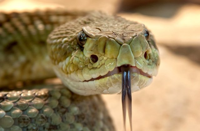 Functionara suspendata, dupa ce a sustinut ca un sarpe a mancat cei 100.000 de dolari care lipseau