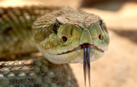 Functionara suspendata, dupa ce a sustinut ca un sarpe a mancat cei 100.000 de dolari care lipseau