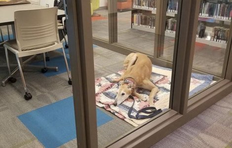 Nimeni nu a venit sa citeasca aceastui ogar. Ce s-a intamplat apoi