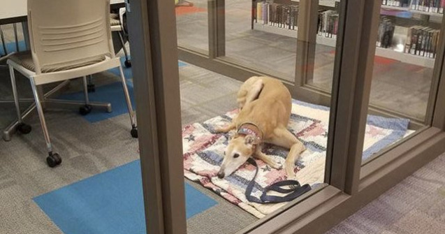 Nimeni nu a venit sa citeasca aceastui ogar. Ce s-a intamplat apoi