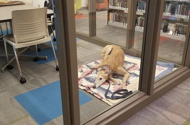 [FOTO] Nimeni nu a venit sa citeasca aceastui ogar batran. Ce s-a intamplat dupa ce povestea lui a ajuns virala