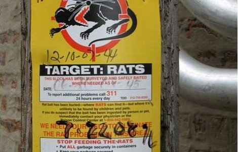 Brazilia: Pusti omorat cu otrava de sobolani de doua colege