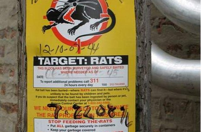 Brazilia: Pusti omorat cu otrava de sobolani de doua colege