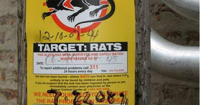 Brazilia: Pusti omorat cu otrava de sobolani de doua colege