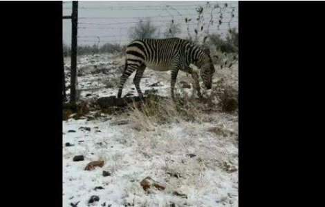  Video  A nins in desert!