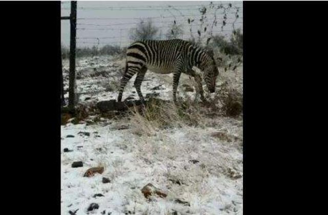 [VIDEO] A nins in desert!